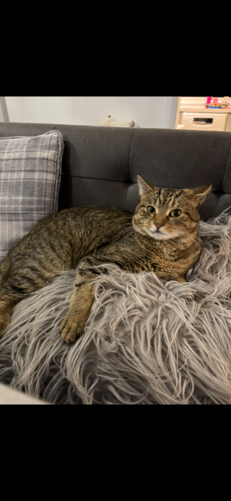 Looking for his forever home….
