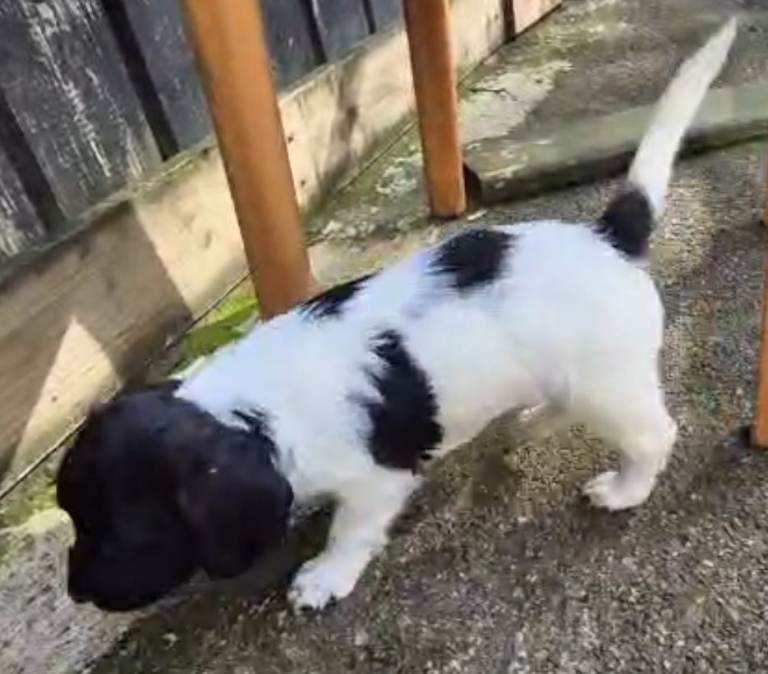 Top Quality Full Bred Springer Spaniel Pups
