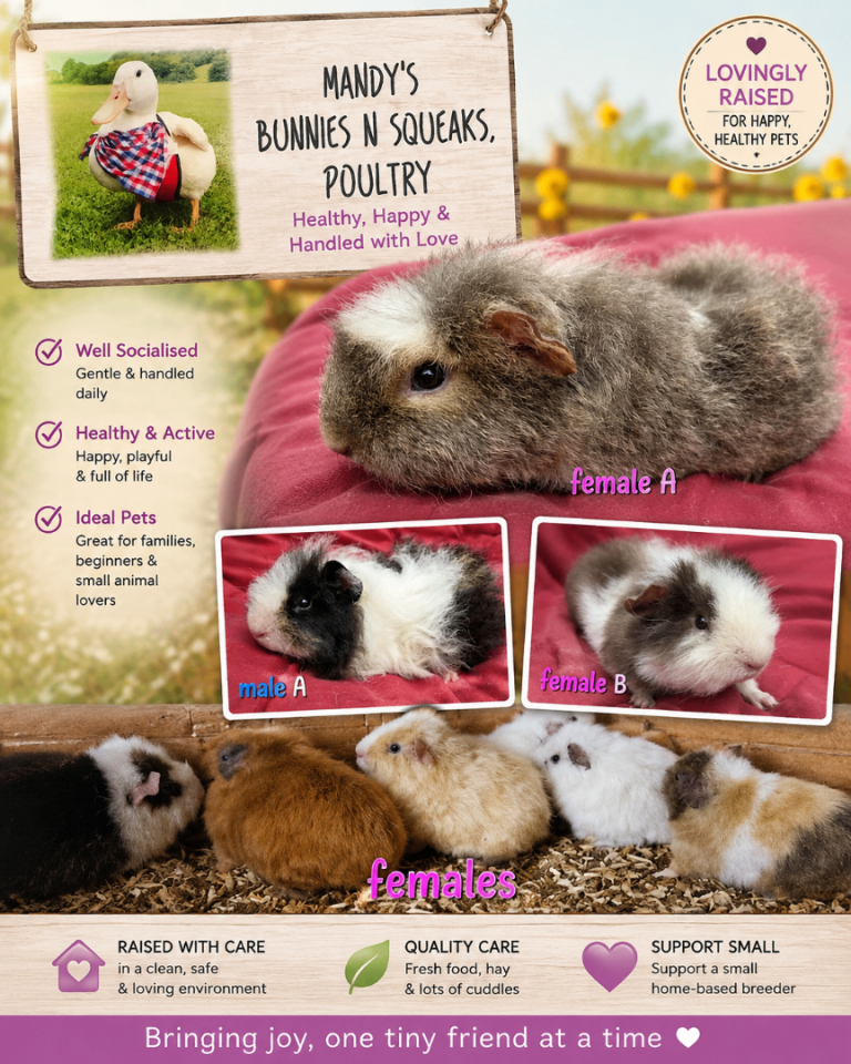 Fluffy sweet Guineapigs female 