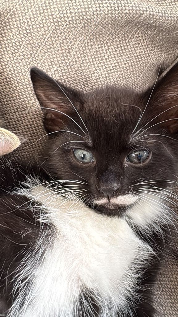 Beautiful kittens 
