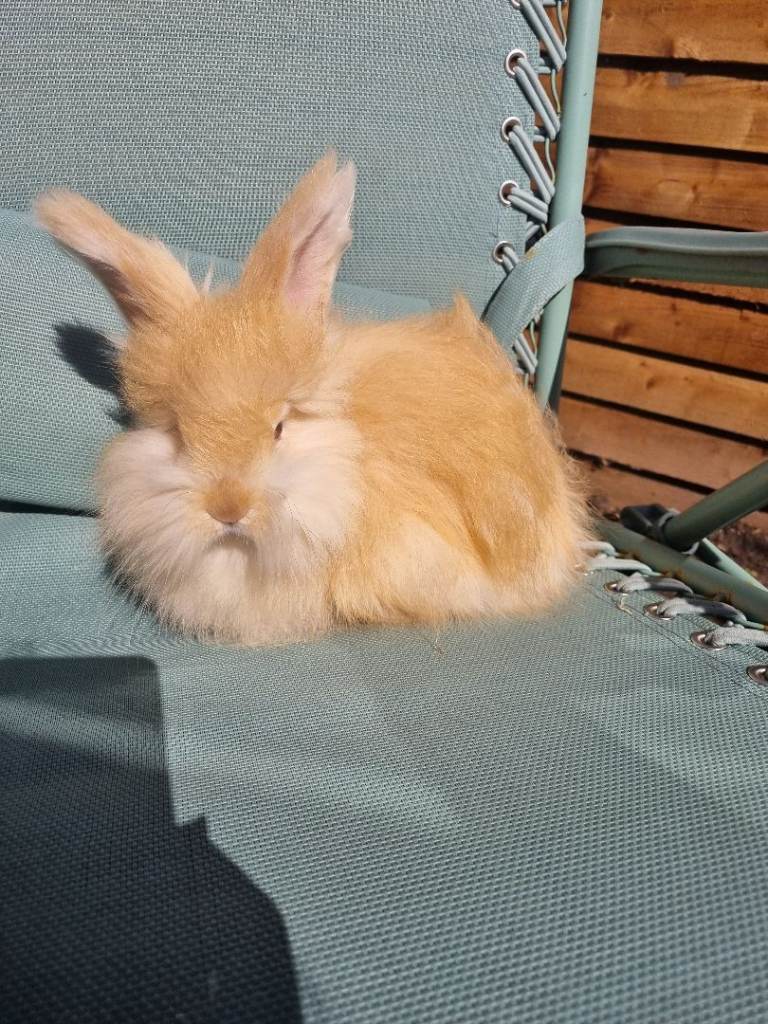 Beautiful angora baby rabbits 