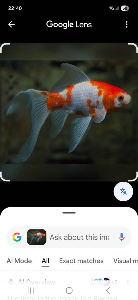 Goldfish and pond fish wanted 