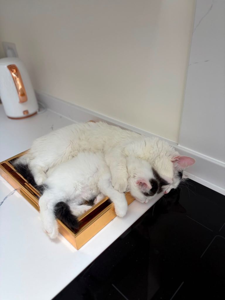 Ragdoll x Turkish Angora kittens 