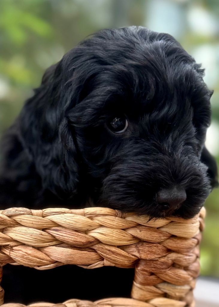 Sproodles – Multigen Puppies