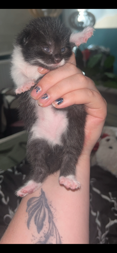 Black and white kitten 