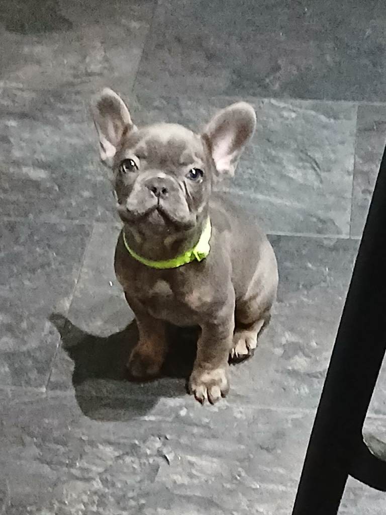 French bulldog puppies 