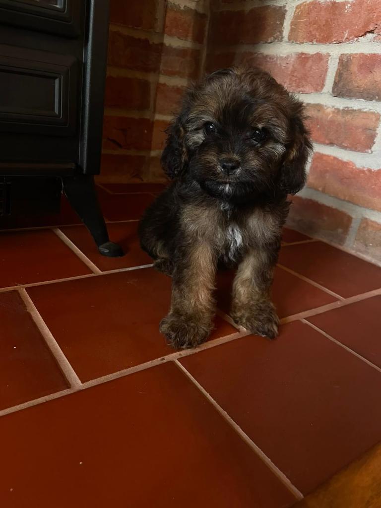 F1 cavapoos 