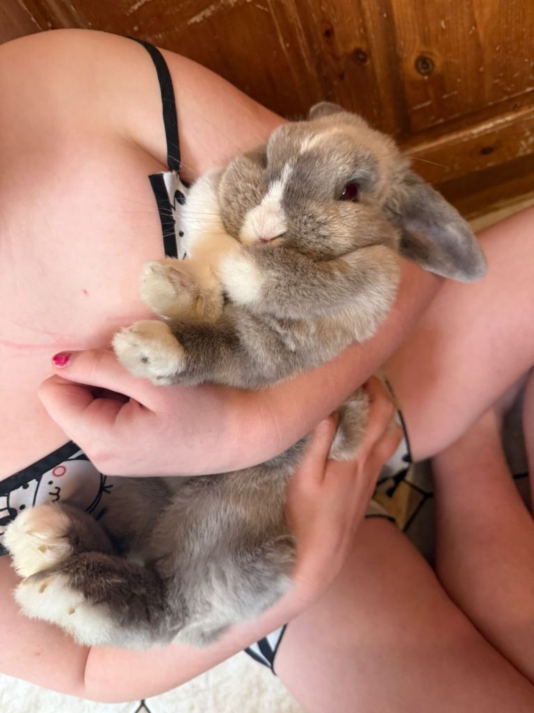 Mini lop female