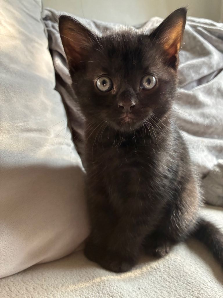 2 black and 1 tabby kitten