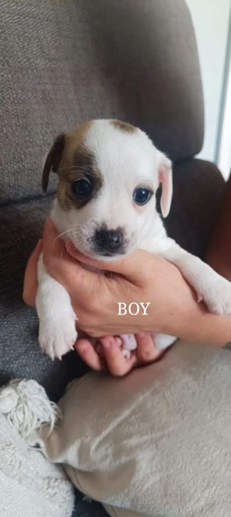 Beautiful Jackwawa puppies 