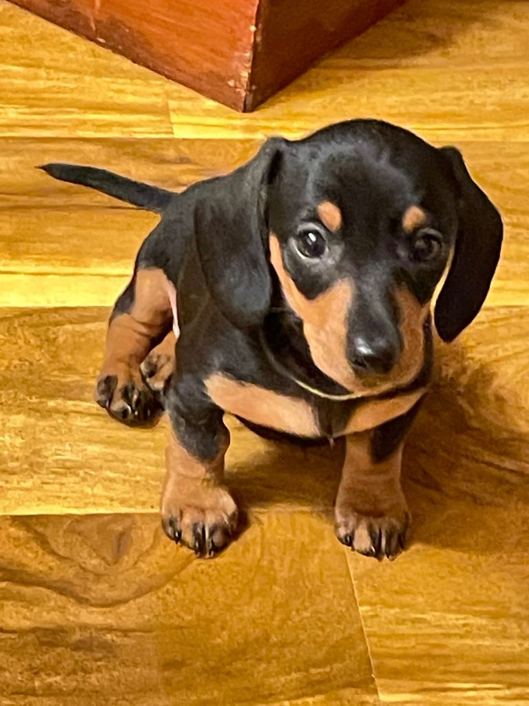 Miniture Dachshunds smooth haired. (Ready)