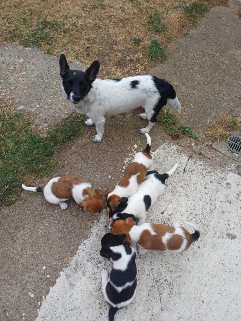 Male Jack Russell Puppies 