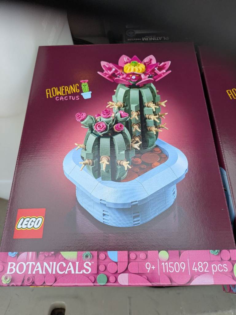 Flowering cactus 
