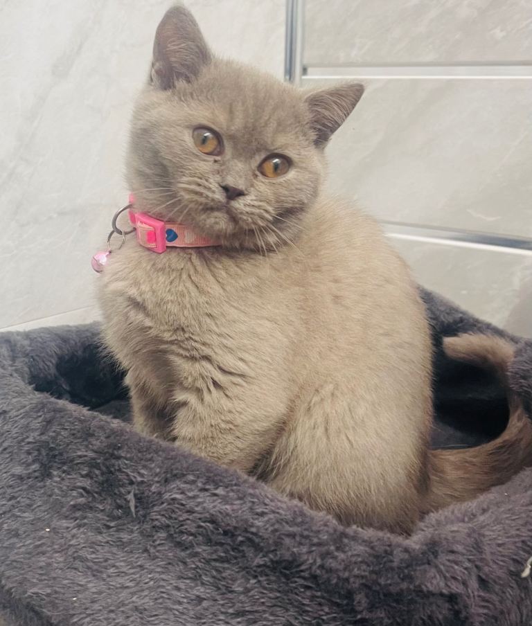 LAST RARE Fawn Lilac British Shorthair Kitten 10 Weeks Old!