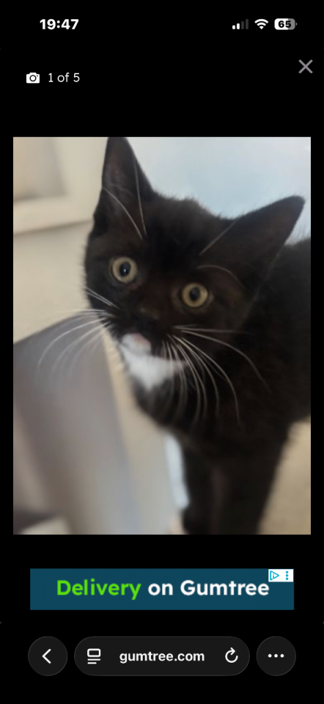 British shorthaired x kitten last boy available 