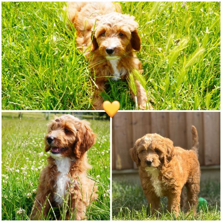 Australian Labradoodles Pups Ready now 