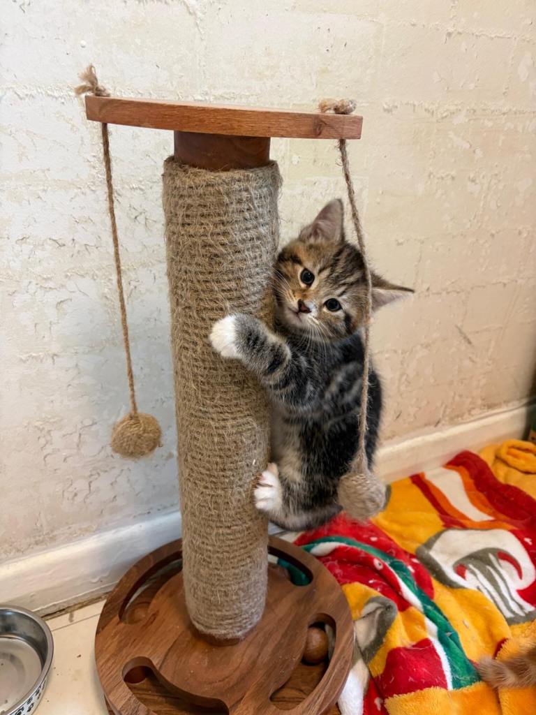 Kittens for sale