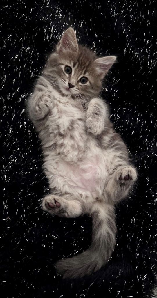 Very affectionate, healthy Norwegian Forest Cat& Ragdoll& Ragamuffin mix kittens