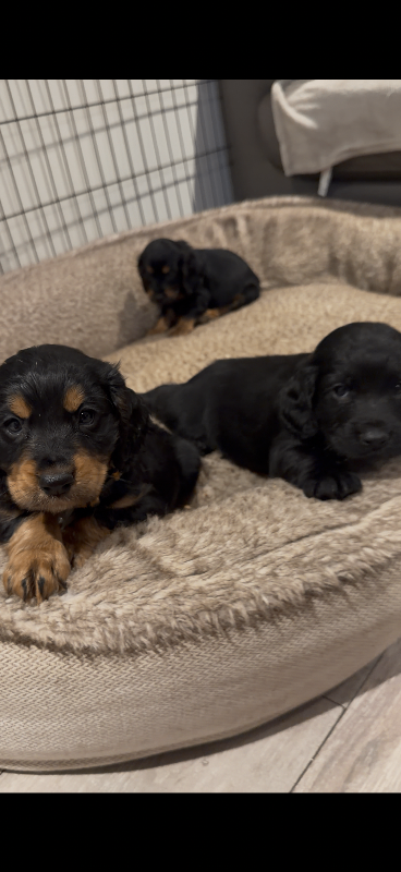Cocker spaniel puppies 