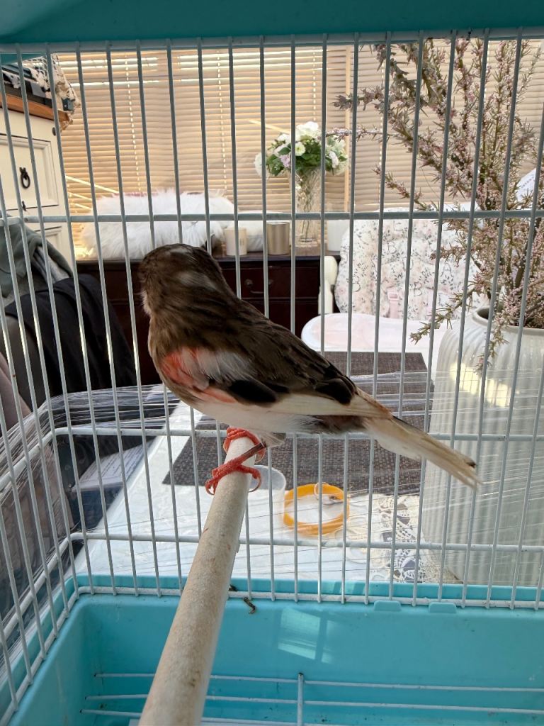 Harlequin canary 