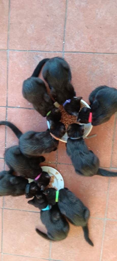 9 Beautiful Black Kittens