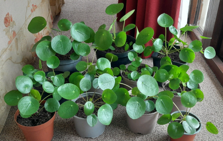 Chinese money plants (pilea peperomiodes)