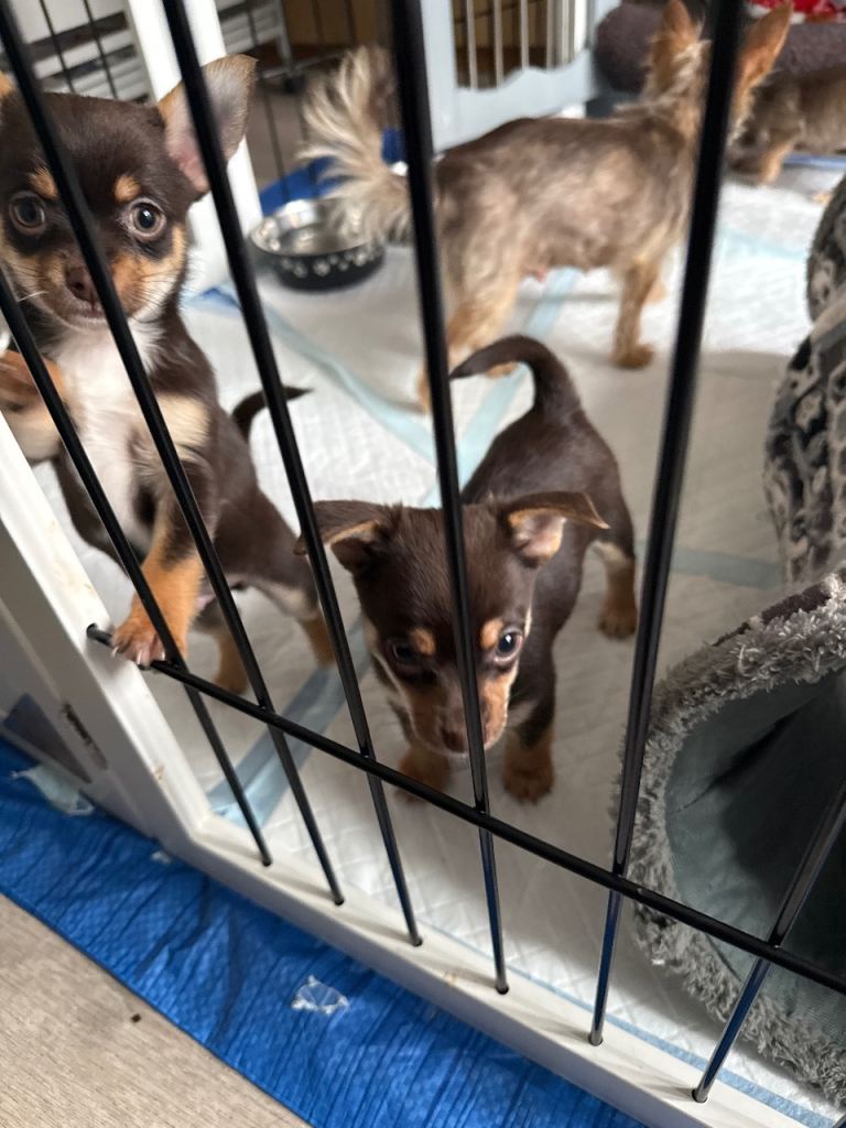 Puppys