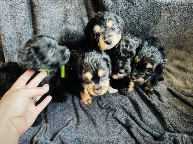 Cockapoo puppies 