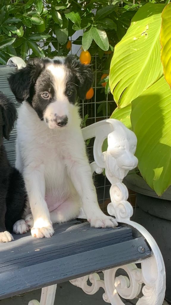 ❤️ Ready for his new home now Amazing Collie X Lurcher Puppy