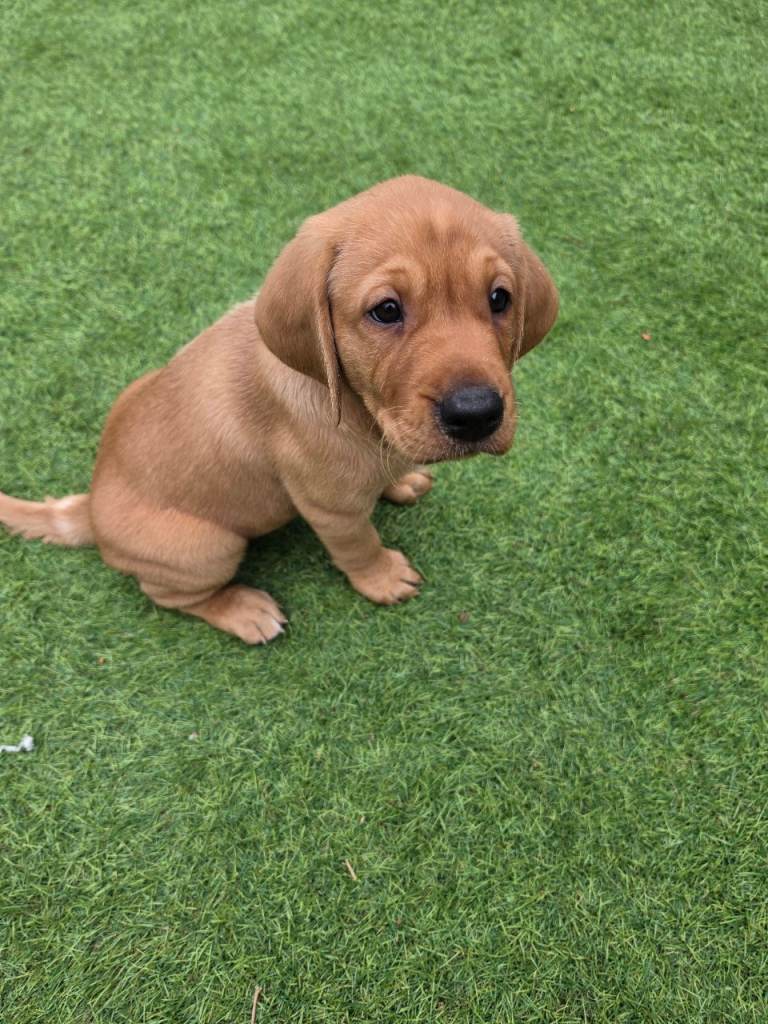 Fox red labrador