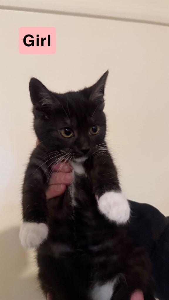 Gorgeous kittens ready for their forever homes