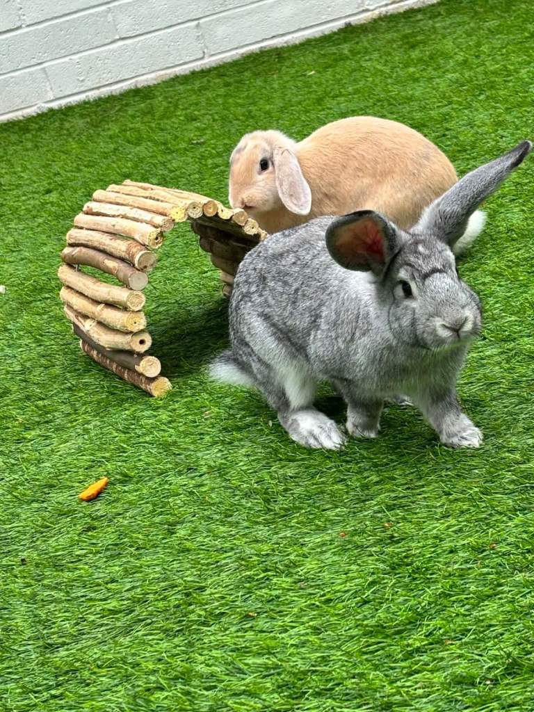 Two Rabbits With Full Set Up As Shown In Photos
