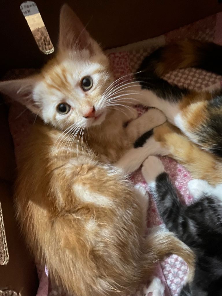 Gorgeous male kittens