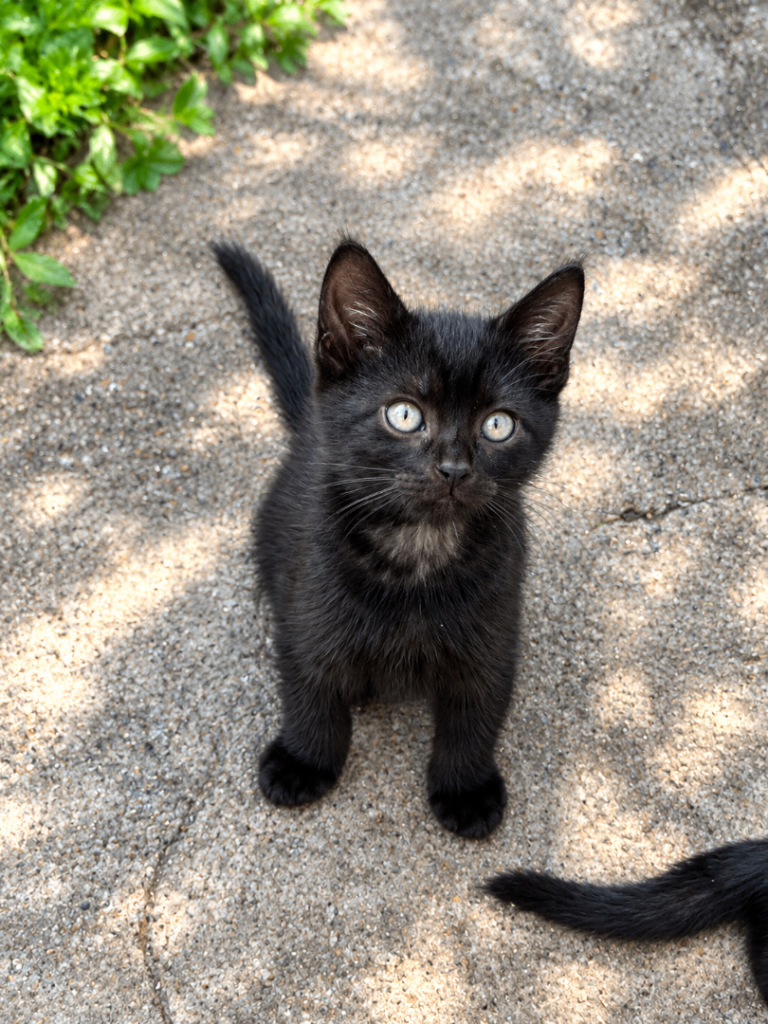 Lovely kittens