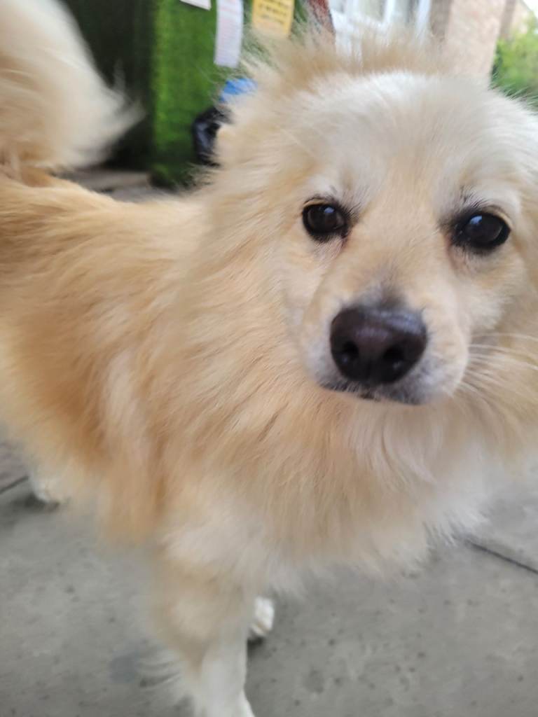 Male pomeranian 2 year old fog 