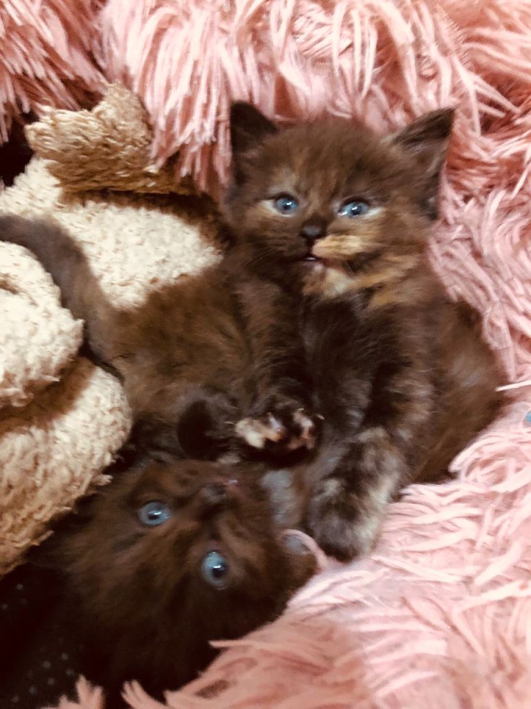 KITTENS FROM A RAGDOLL MOTHER 