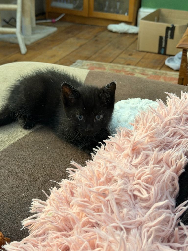 Kittens 