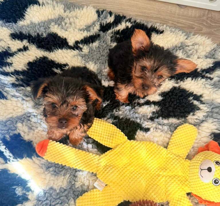 Minature Yorkshire Terrier * LAST BOY *