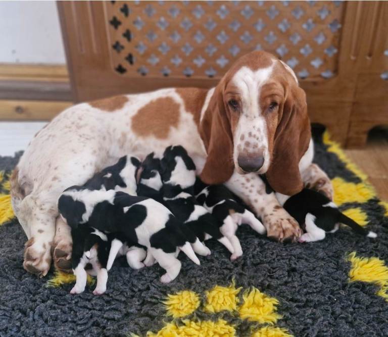 Basset Hound Puppies Ready Now