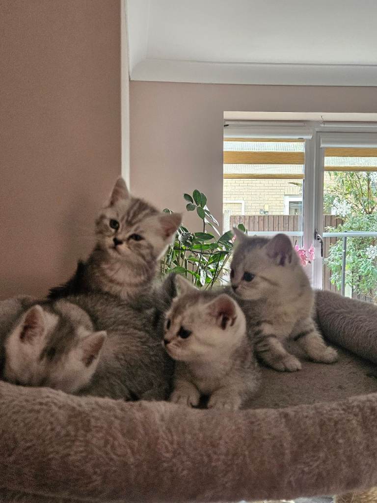 British shothair tabby kittens 
