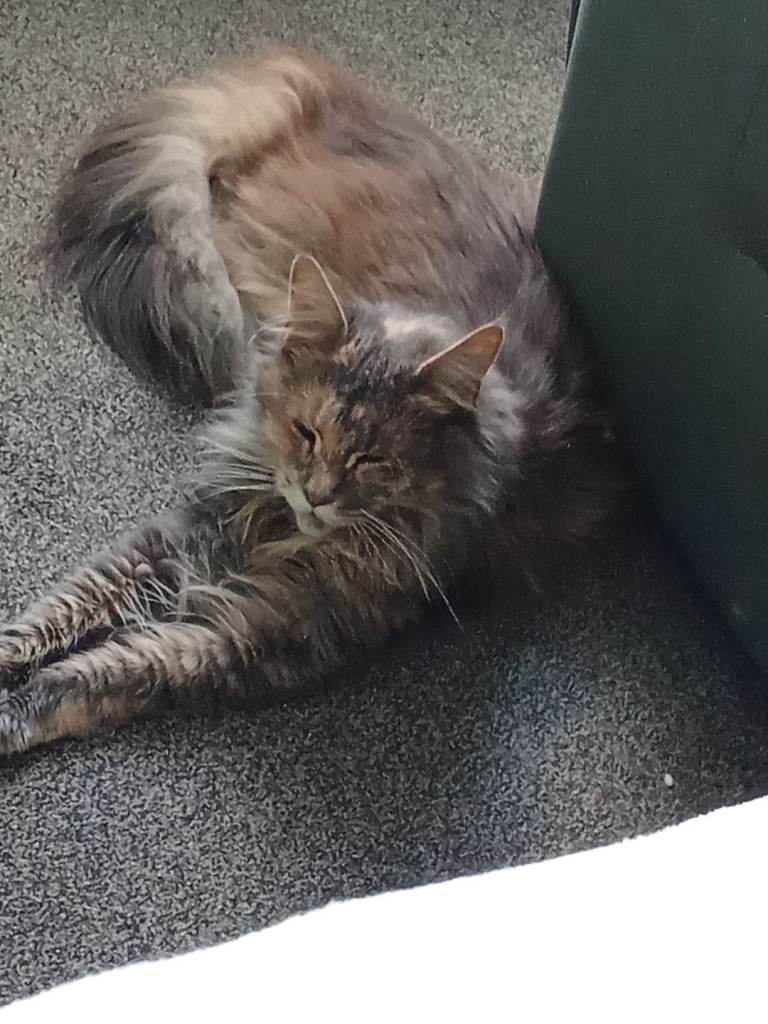 2 year old female Maine coon
