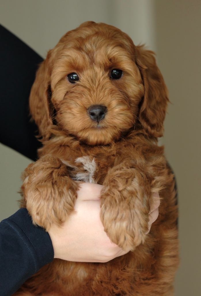 Quality Cockapoo Puppies 