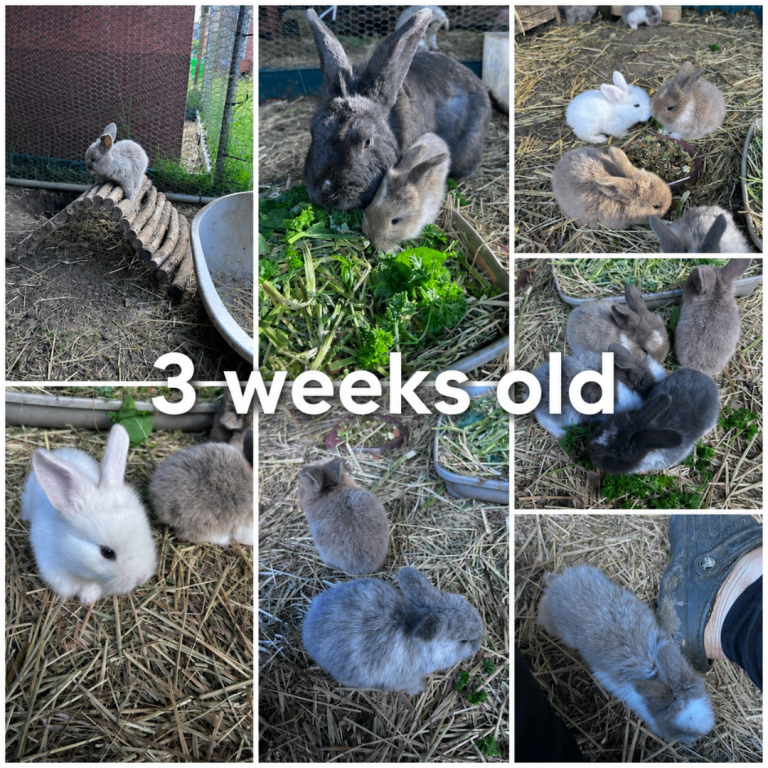 🐰💖 ✨ Adorable Baby Bunnies Available! ✨
