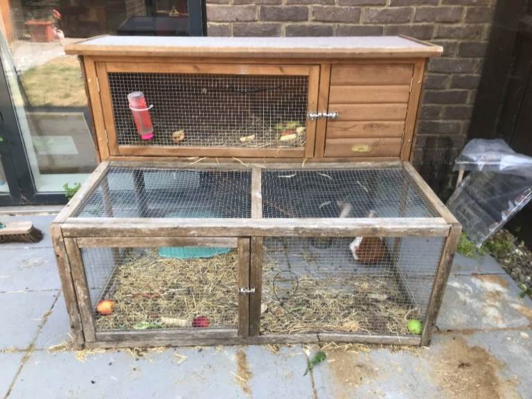2 male guinea pigs plus 2-storey cage