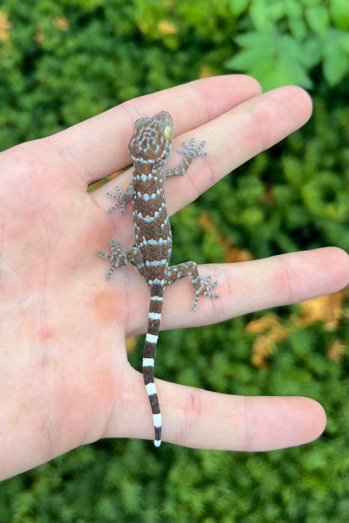 Tokay geckos 