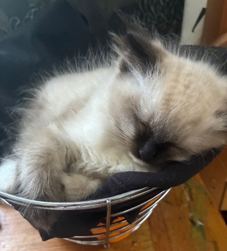 Chocolate seal point Ragdolls