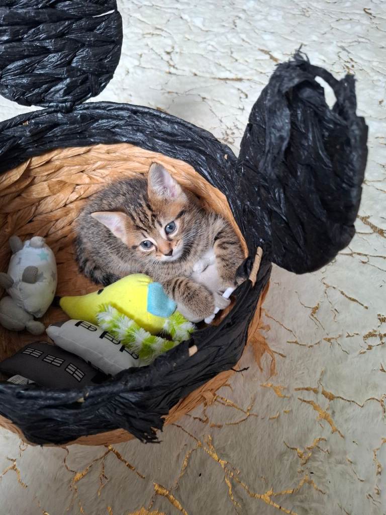 Kittens 