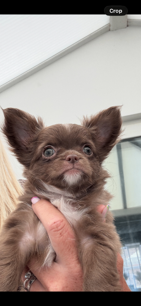 Stunning chihuahua pups 