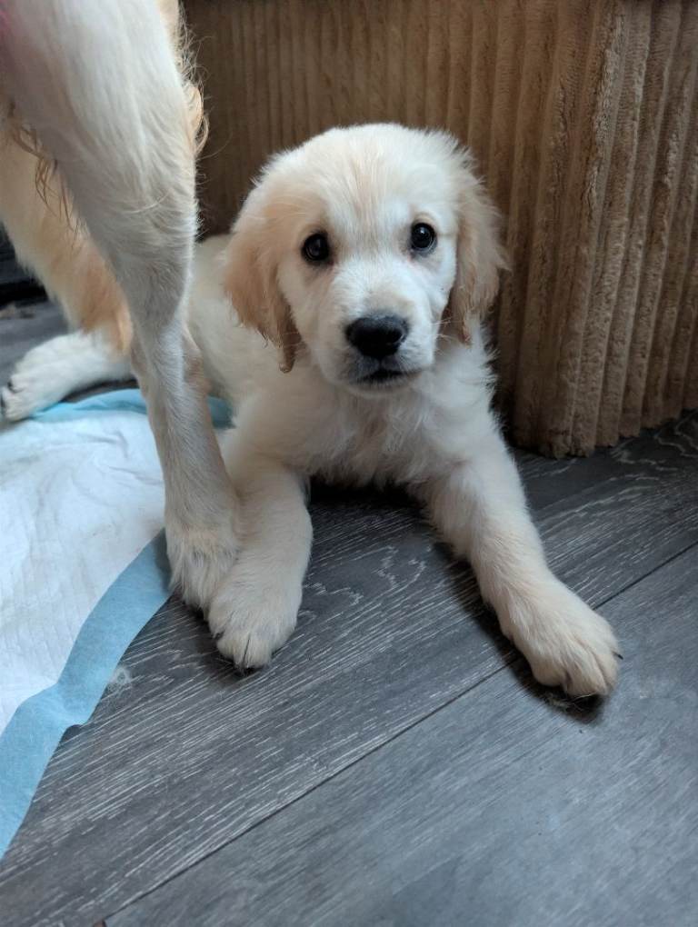 Female golden retriever pup