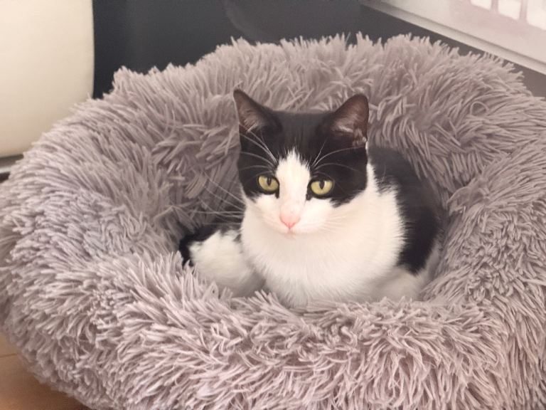 🐾 3 Beautiful Home-Raised Kittens – Ready at 8 Weeks (Huntscross, Liverpool) 🐾